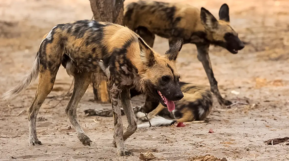 Inside the Pack: Filming African Wild Dogs in the Okavango Delta