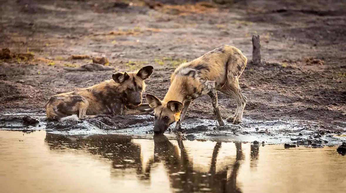 African wild dogs filmed for BBC Natural World in Botswana